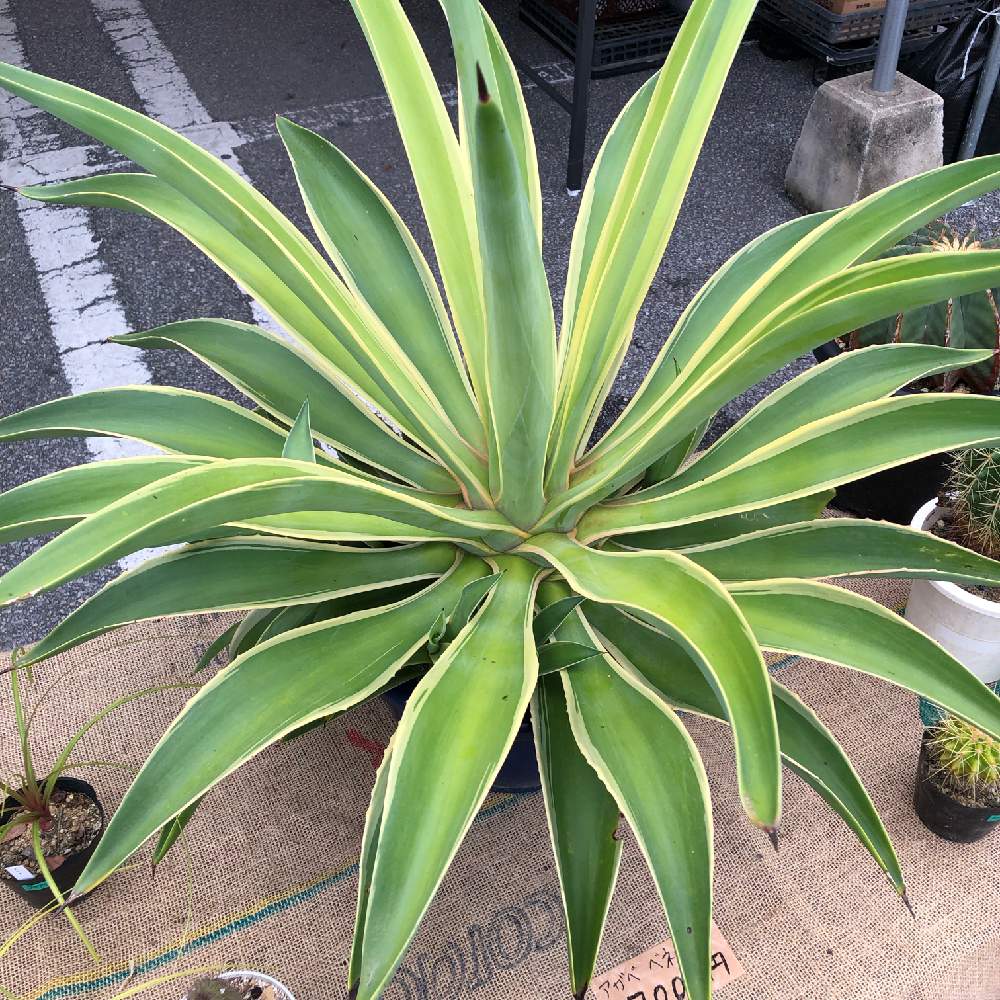 沖縄 メイクマン豊見城店 植木市 Greensnap グリーンスナップ