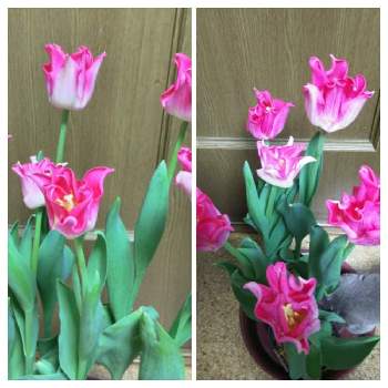 クラウンオブダイナスティの投稿画像一覧 Greensnap グリーンスナップ