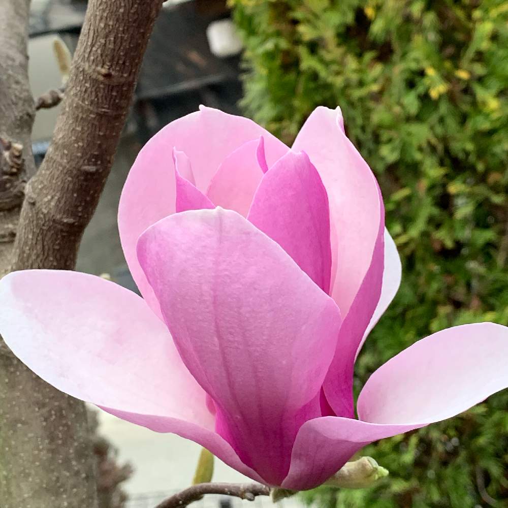 モクレンの投稿画像 By Kazzさん モクレン アレキサンドリナと 早春に咲いた花 フォトコンテストと庭の花と春到来 19月3月24日 Greensnap グリーンスナップ