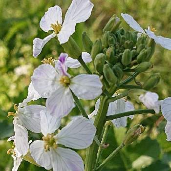 白い菜の花の投稿画像一覧 Greensnap グリーンスナップ