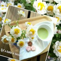 花かんざし,切り花,一輪挿し,ティータイムの画像