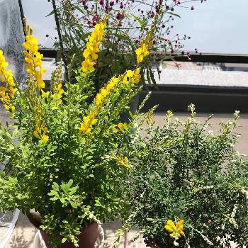 ヒメエニシダの投稿画像一覧 Greensnap グリーンスナップ