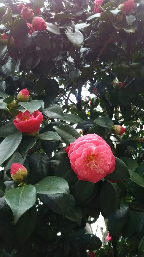 赤い椿の花の投稿画像 By Muguet11さん ツバキの花と赤い椿と赤いツバキとgs映えとツバキ科と葉っぱきれいと椿の花がとツバキ属とツバキ科ツバキ 属と赤い花と花のある暮らしと椿 ツバキと椿の花 と椿の木と葉っぱが好き 19月3月24日 Greensnap グリーンスナップ