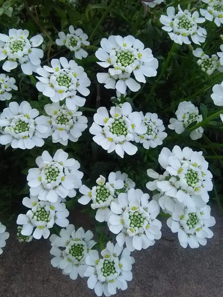 イベリスの投稿画像 By 白ゆりさん 今日の花 19月3月24日 Greensnap グリーンスナップ