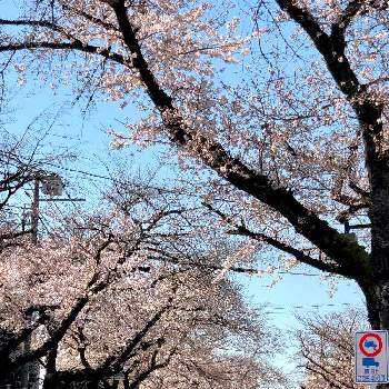 ソメイヨシノ桜のトンネルの画像 by さぼさぼさん | お出かけ先とソメイヨシノと桜 ソメイヨシノとソメイヨシノ桜のトンネルと『2019桜』フォトコンテストと春の訪れと花のある暮らし