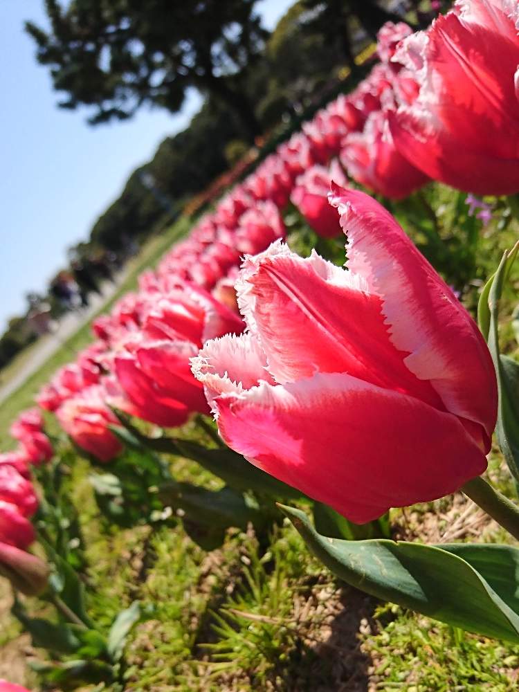 休日の過ごし方の投稿画像 By 那愛 Naito さん 晴天と海の中道海浜公園とロハスフェスタ福岡 19月3月 24日 Greensnap グリーンスナップ
