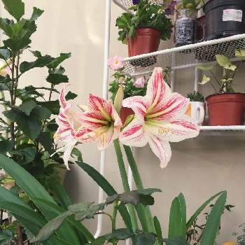 白のアマリリスの投稿画像一覧 Greensnap グリーンスナップ