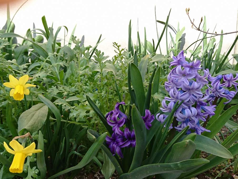 スイセンの投稿画像 By ローリエさん ヒヤシンスと花のある暮らしと冬越しと庭の宿根草と球根 19月3月25日 Greensnap グリーンスナップ
