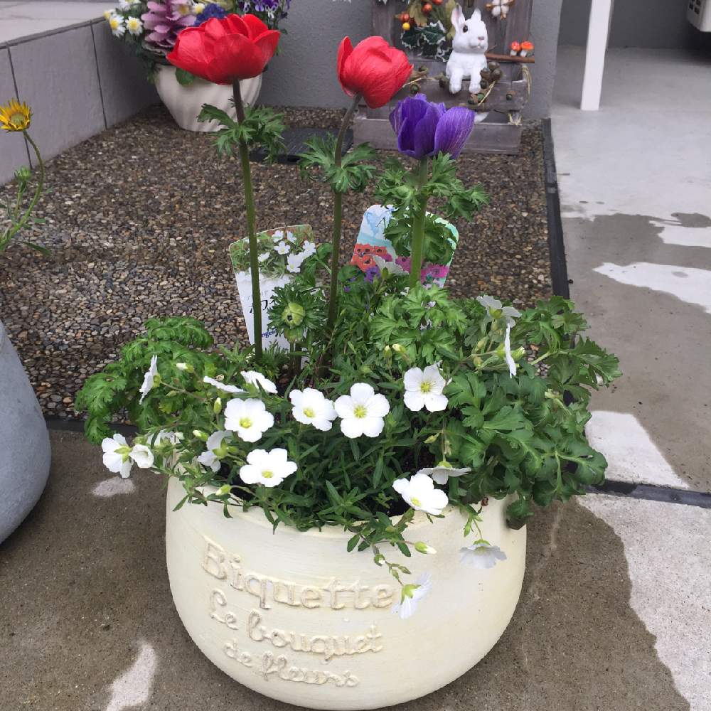 アレナリア ホワイトサマーの投稿画像 By やむりかさん アネモネ ポルトと花のある暮らしと寄せ植え 19月3月25日 Greensnap グリーンスナップ