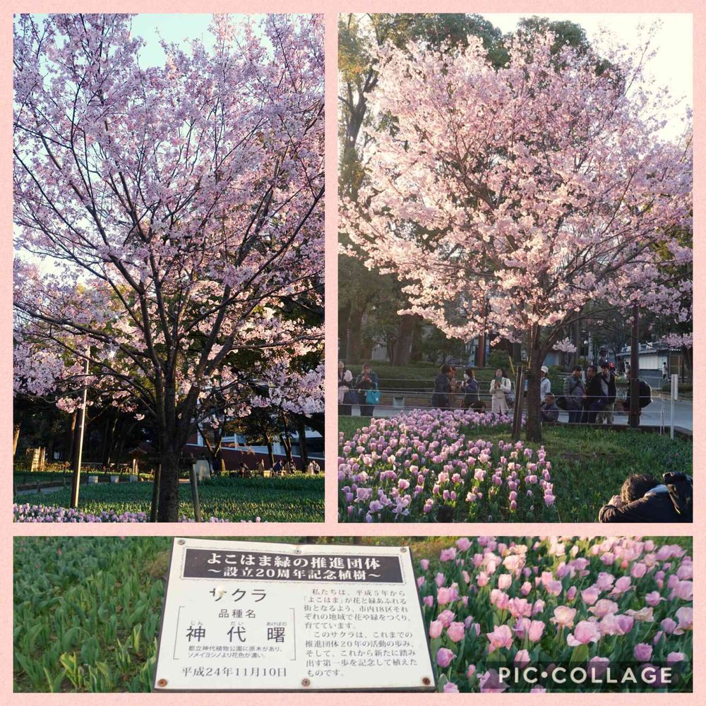 みなとの風さんの横浜公園への投稿