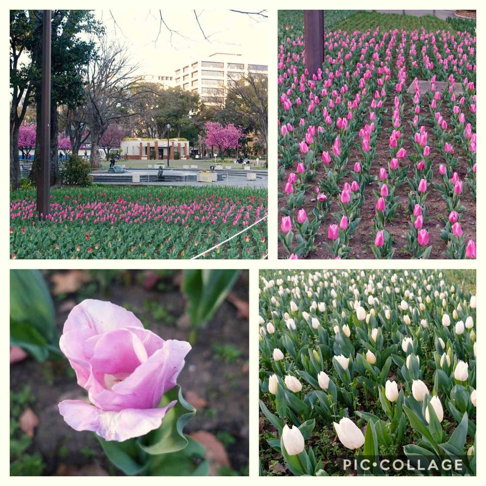 みなとの風さんの横浜公園への投稿