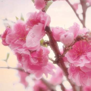 『早春に咲いた花』フォトコンテストの画像 by mocoさん | お出かけ先と花桃とキュンキュン乙女倶楽部と『早春に咲いた花』フォトコンテストとGS映えとフリフリ同好会と広い庭が欲しいとミラーレス一眼と可愛いとガーデニングと花のある暮らしと大人かわいい♪とROGAN( ⚯̫ )とうどん県人会とオシャレな庭が欲しい
