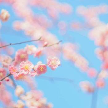 『早春に咲いた花』フォトコンテストの画像 by herbal tree shop  nae-yaさん | お出かけ先としだれ梅と枝垂れ梅と花梅と和ハーブとネットショップとハーバルツリーショップなえやと植物のある暮らしとnae-yaと『早春に咲いた花』フォトコンテストと花好きな人と繋がりたいと花のある暮らしとnogreennolifeとなえや