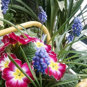 ムスカリ アルメニカムの画像 by otoさん | バルコニー/ベランダとジュリアンとムスカリ アルメニカムと花のある暮らしと春色と平成の思い出