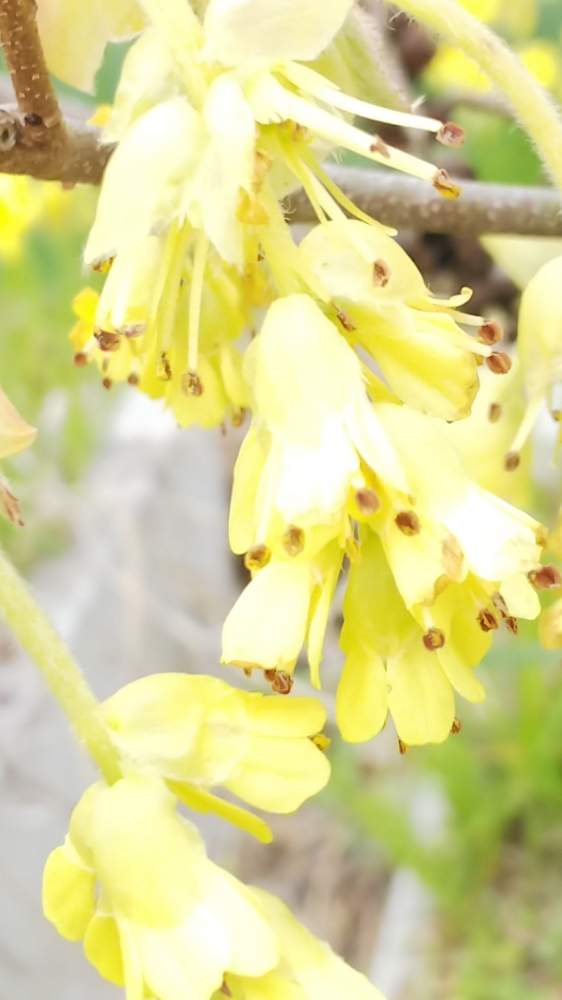 トサミズキ 土佐水木 の投稿画像 By Kasumiさん トサミズキとつぼみと黄色い花と美しいと小さい花と花のある暮らしとかわいいと里山とかわいいな 19月3月26日 Greensnap グリーンスナップ