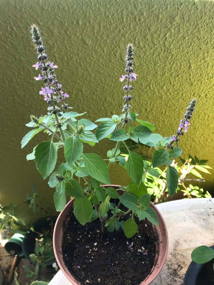 ホーリーバジル カミメボウキの投稿画像 By ぷ にゃん さん 我が家のベランダメンバーズとハーブ大好きと沖縄の春景色と沖縄北部とハーブ好き 19月3月26日 Greensnap グリーンスナップ