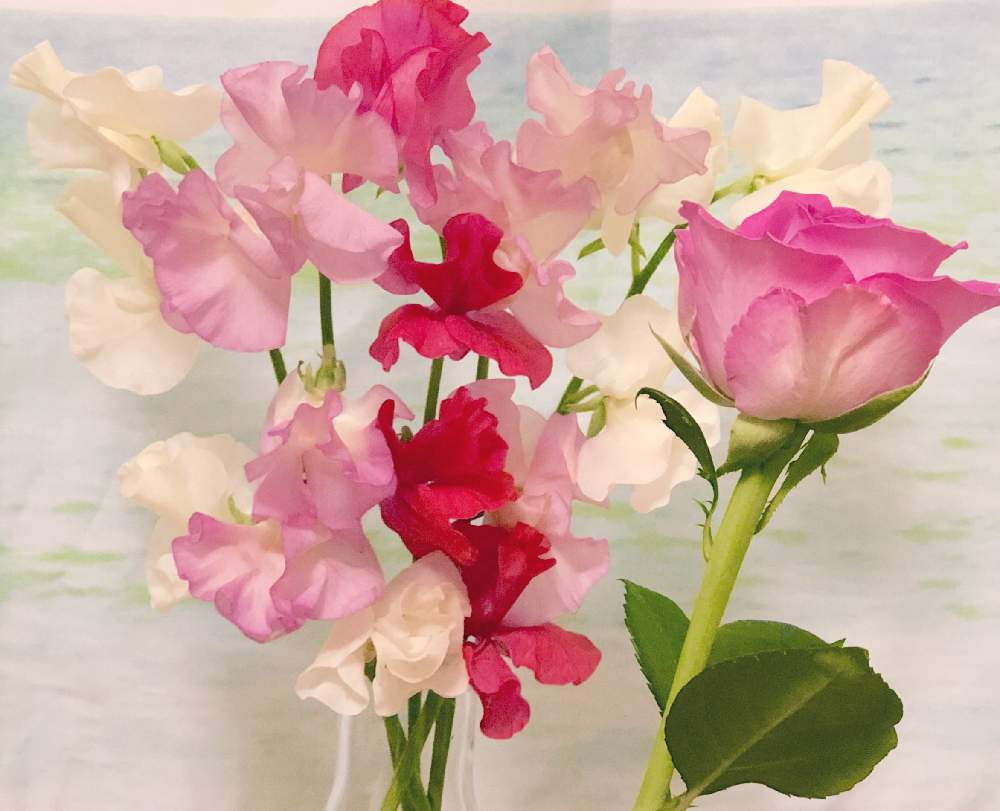スイートピーの投稿画像 By のきさん 薔薇と切花と見切り品ときれいと美しいと可愛いと花のある暮らしと切り花 19月3月26日 Greensnap グリーンスナップ