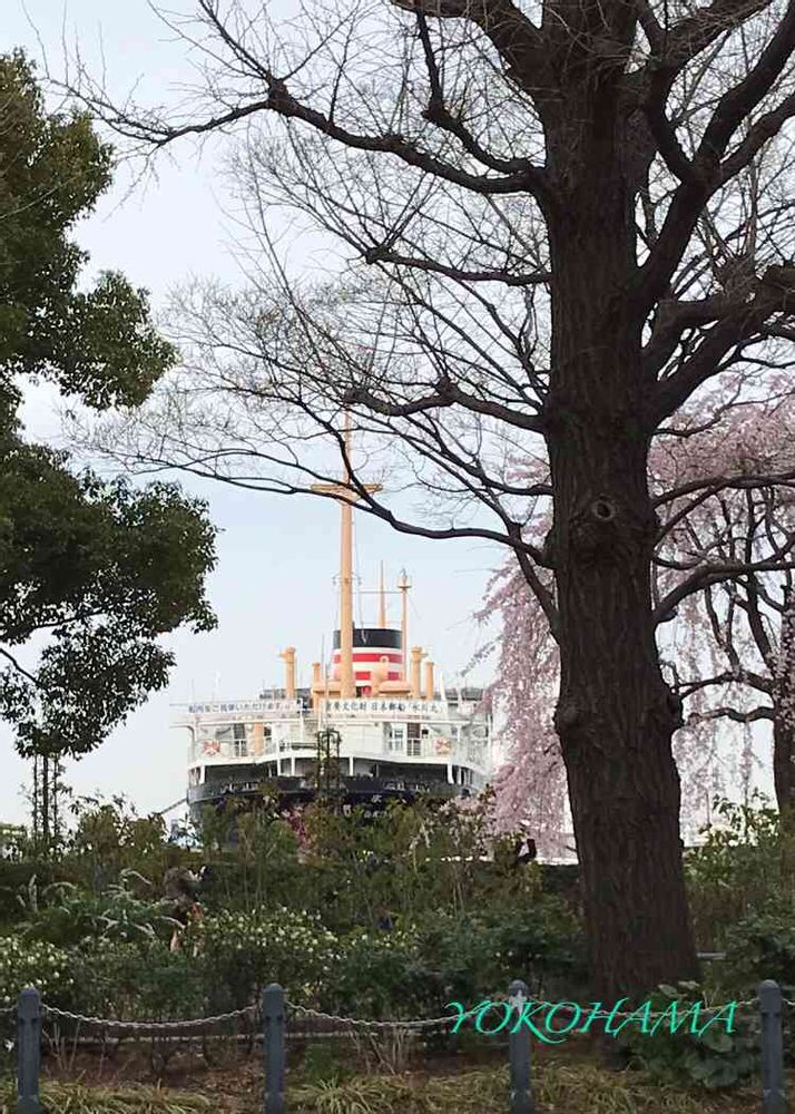 キララさんの山下公園への投稿