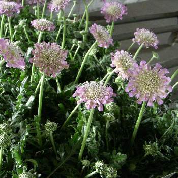 スカビオサ ピンクグリーンの投稿画像一覧 Greensnap グリーンスナップ