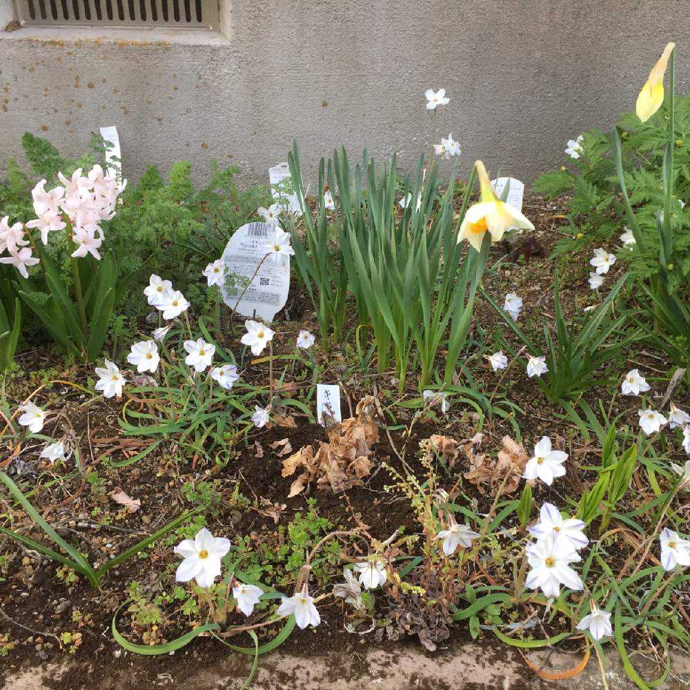 キキョウ ポップスター 矮性種 栽培記録 Greensnap グリーンスナップ