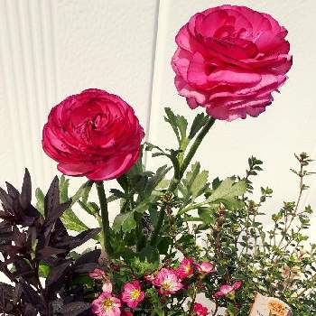 キンギョソウ✨の画像 by Tomoさん | 広い庭とクモマグサ☆とピンク❤︎ピンクと植中毒とキンギョソウ✨と憧れの薔薇とガーデニング初心者と❇︎ラナンキュラスとタイム❀と雑貨大好き❤と花のある暮らしとたくさんの花が咲く庭にしたい。といいね♥ありがとうございます✨と小花が好き