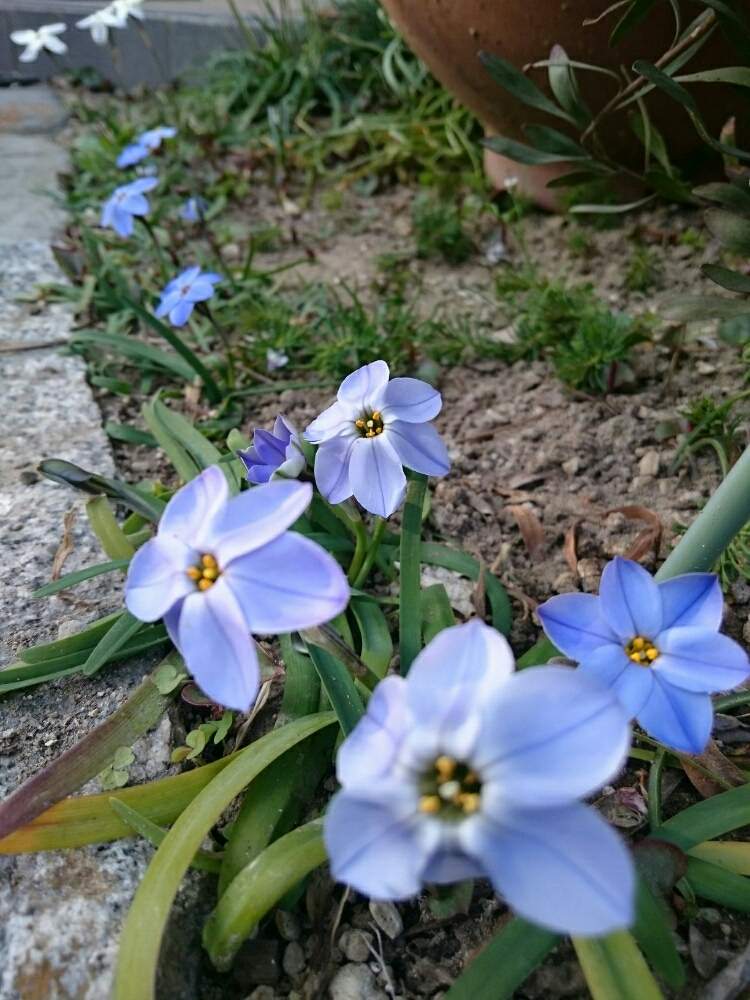 ハナニラの投稿画像 By ゆりちゃん さん アプローチとhtcと球根と小さい花とブルーの花と白い花とhtcと球根と小さい花とブルーの花と白い花 19月3月26日 Greensnap グリーンスナップ Greensnap グリーンスナップ ハナニラの投稿画像 By ゆりちゃん さん アプローチとhtcと球根と小さい花とブルーの花と白い花とhtcと球根と小さい花とブルーの花と白い花 19月3月26日 Greensnap グリーンスナップ Greensnap グリーンスナップ