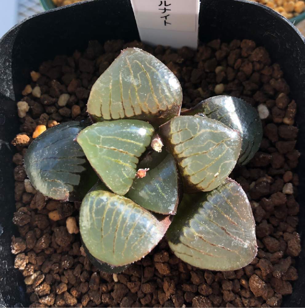 ハオルチア トロピカルナイト錦 極上斑 ハオルチア トロピカルナイト錦 極上斑 【公式通販】