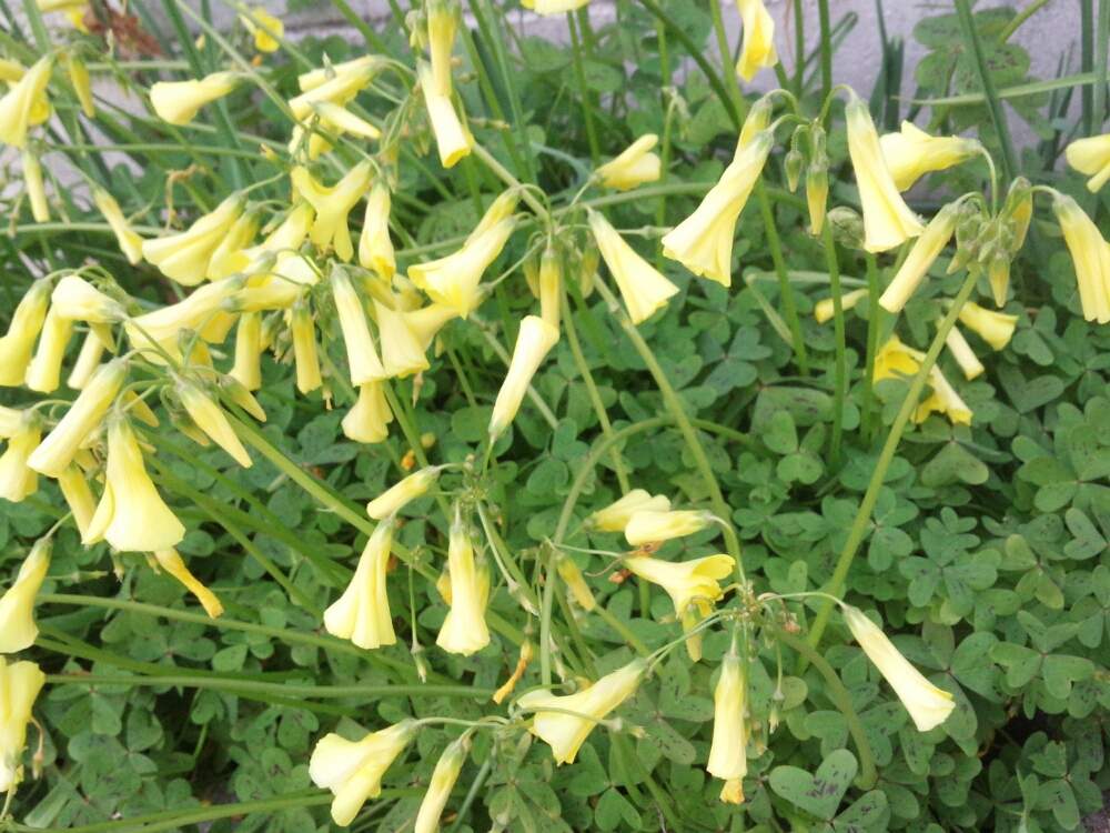 オオキバナカタバミの投稿画像 By うさぎさん 花のある暮らしと癒し系とあなたはだぁれ 19月3月26日 Greensnap グリーンスナップ