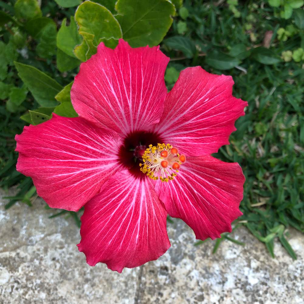 ハイビスカスの投稿画像 By Karenさん ボタニカルスポット19春と好きな花とたくさん と沖縄 と魅力的とgs映えときれいと美しいと綺麗ときれいな色と沖縄旅行と赤い花とハイビスカスの花と見つけた と可愛いと花のある暮らしとかわいいとお花とかわいいな とかわいい