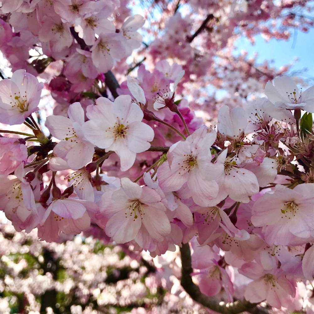 神代曙の投稿画像 By みなさん 19桜 フォトコンテストと花のある暮らしとさくら 桜 サクラと国立劇場 桜マップ19 19月3月27日 Greensnap グリーンスナップ