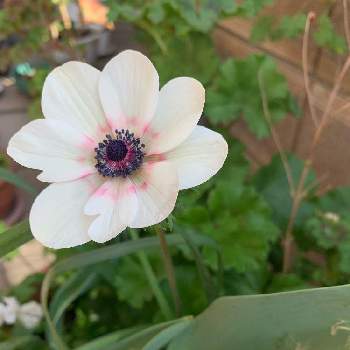 いまここの画像 by 淳 こさん | 小さな庭と今朝のといまこことみんなに♡をと花のある暮らし