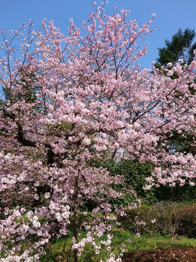 桜 神代曙の投稿画像 By うえさん 都立神代植物公園公園 桜マップ19 19月3月27日 Greensnap グリーンスナップ