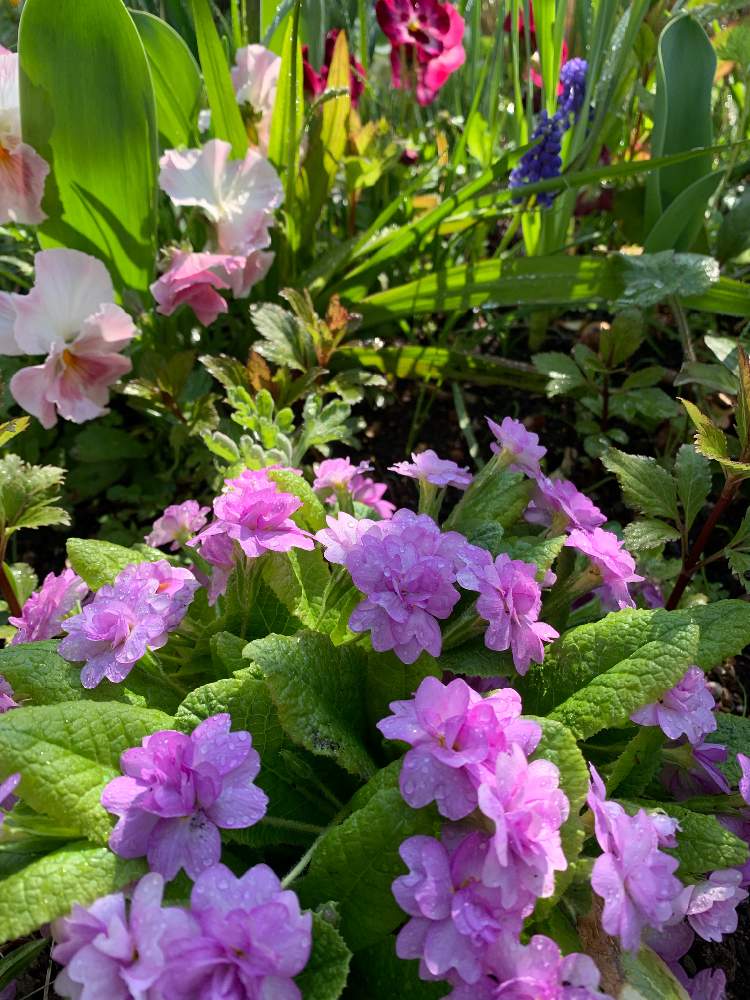 小さな庭の画像 by 淳 こさん | 小さな庭とピンクのと好きなものたちと幸せ色と毎年のながめと大好きだょとまぶしぃと花好きさんにとやさしい色たちとみんなに♡を