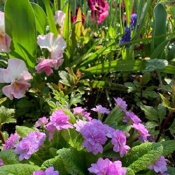 ピンクのの画像 by 淳 こさん | 小さな庭とピンクのと好きなものたちと幸せ色と毎年のながめと大好きだょとまぶしぃと花好きさんにとやさしい色たちとみんなに♡を