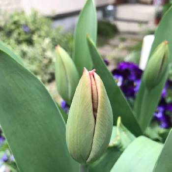 色っぽい♡の画像 by K2さん | 小さな庭とチューリップ出てきた！と色っぽい♡とチューリップ寄せ植えと チューリップと癒される～と花を愛でると花のある暮らしとチラリズム