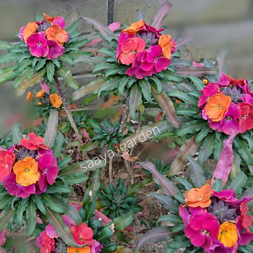 エリシマム スプリングパーティーの投稿画像 By さあやさん スマホ撮影とsaaya Gardenとクリスマスローズ愛同盟と植欲旺盛と庭の植物とバラと夢clubと花のある暮らしとテンション と植物マニアと庭の宿根草とエリシマムと小さな庭とスマホ撮影とsaaya Gardenと