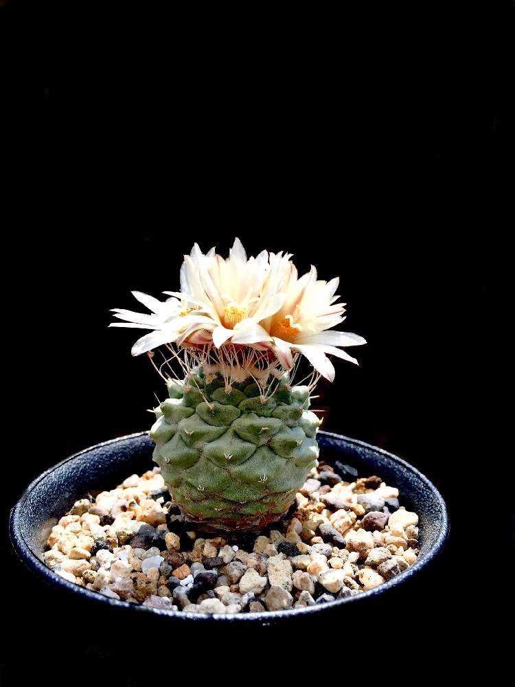 花サボテン バーミリオン 他2点 楽天市場】花サボテン*S 幅3cm : 遊恵盆栽 楽天市場店