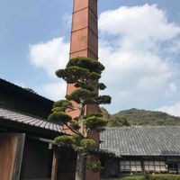 イヌマキ,青空,景色,雲仲間,お出かけ先の画像