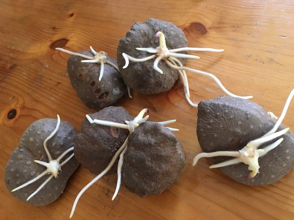 宇宙芋の投稿画像 By ゆう さん エアーポテトとがんばれーと小さな幸せ とありがとう と西日本豪雨で被災された皆様頑張ってと北の大地北海道といただきもの とグリーンカーテンとiphoneseとげんき とおいしくなぁ れと大きくなぁれ 19月3月27日 Greensnap