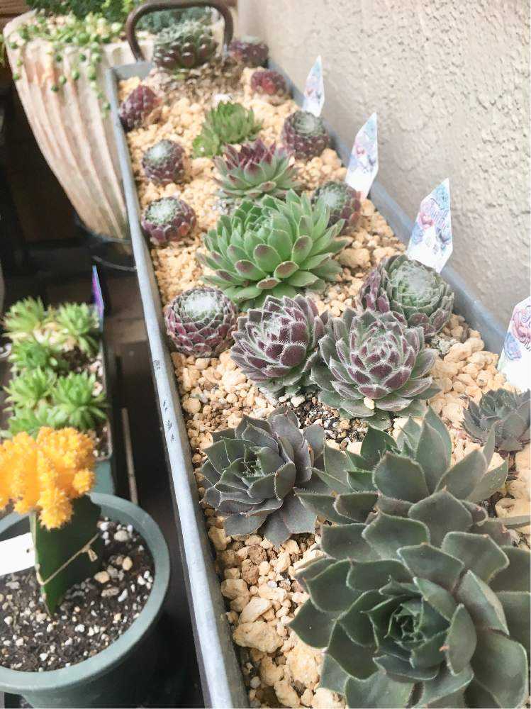 センペルビウムの成長記録1年間✨｜🍀GreenSnap（グリーンスナップ）