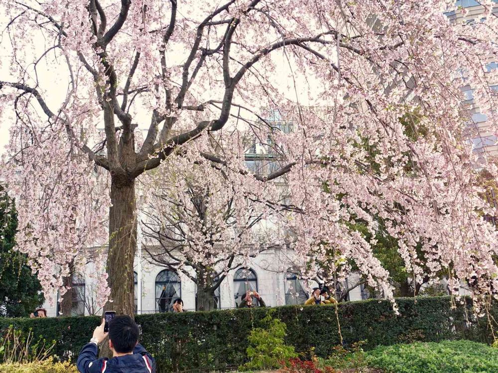 みなとの風さんの山下公園への投稿