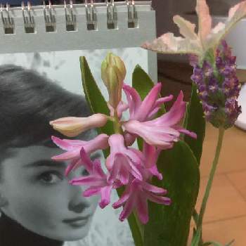 大好きな女優オードリーヘップバーン の投稿画像一覧 Greensnap グリーンスナップ