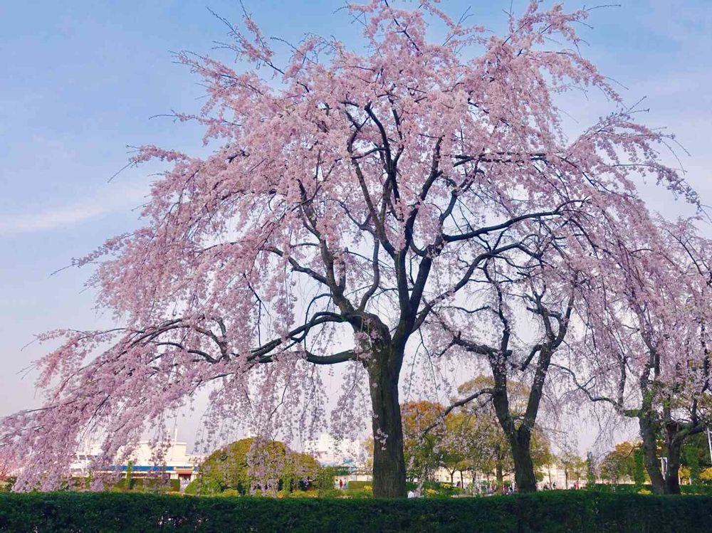 みなとの風さんの山下公園への投稿