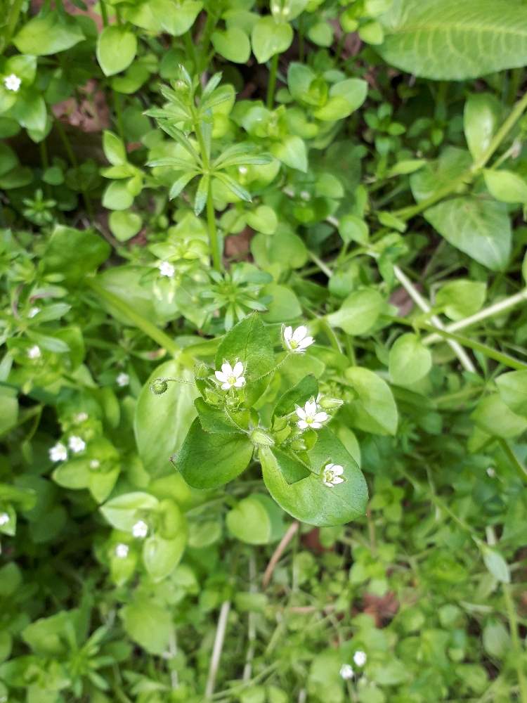 小さい 白 春の 花 Homu Interia