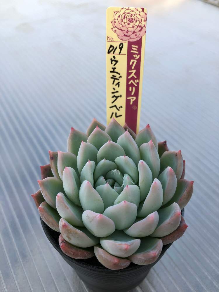 セール好評】値下げ‼️多肉植物 ウェディングベル おらいさん苗 極上 ...