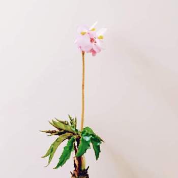 さくらベゴニアの投稿画像一覧 Greensnap グリーンスナップ