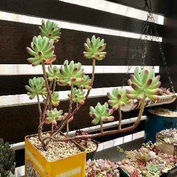 木化の投稿画像一覧 Greensnap グリーンスナップ