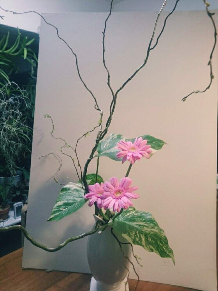 春のお花の投稿画像 By Yk桜さん 投げ入れとボタニカルライフと小原流と植中毒と好きな葉っぱといけばなと花のある暮らしとモンステラ と雲竜柳と斑入り と ガーベラと生け花と緑と暮らす 19月3月29日 Greensnap グリーンスナップ