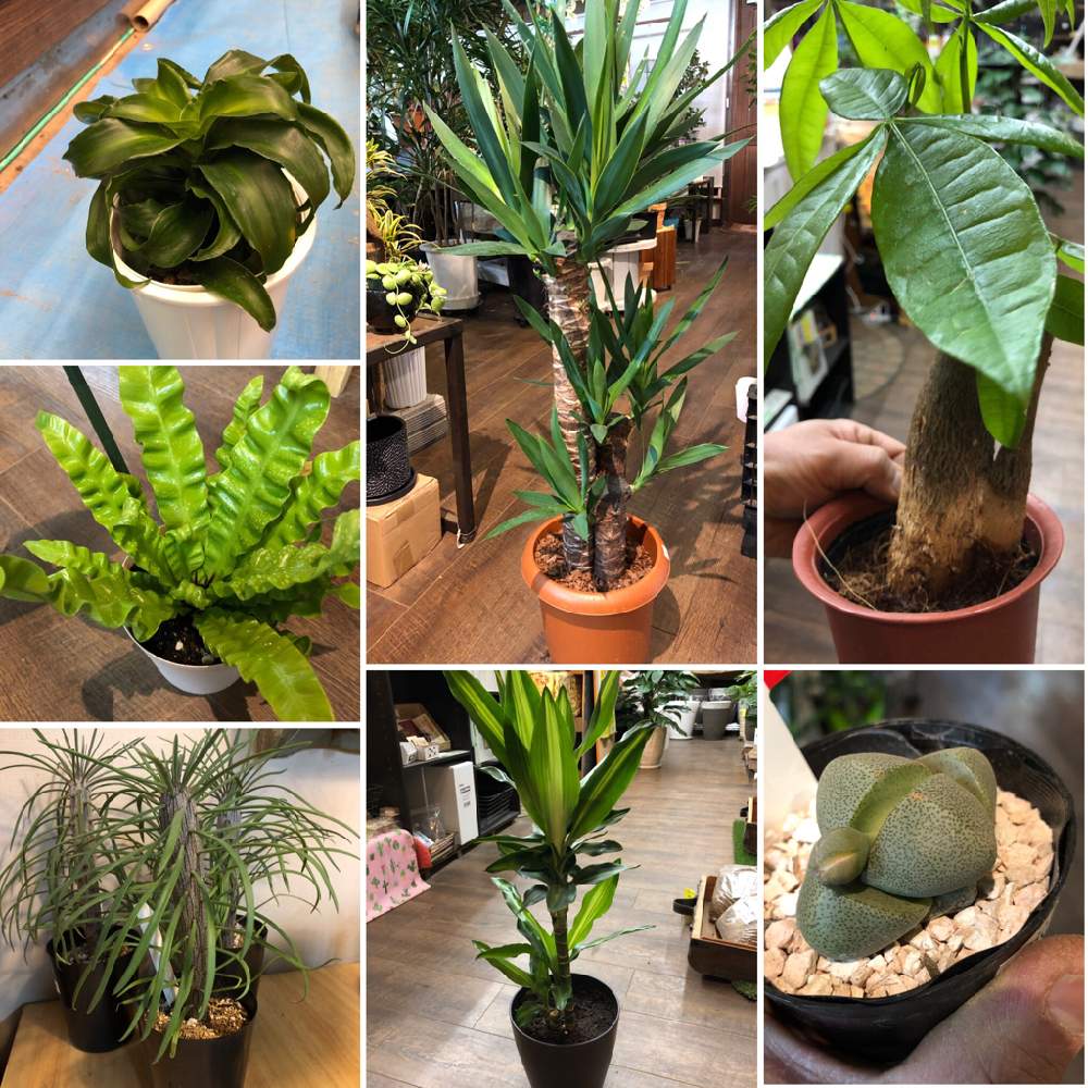 観葉植物の投稿画像 By ファニープランツさん 仕入れとドラセナトルネードとユッカエレファンティペスとパキラとアスプレニウム エメラルドウェーブとセネシオモンキーツリーとドラセナジェレと帝玉と観葉植物と仕入れ 19月3月29日 Greensnap グリーンスナップ
