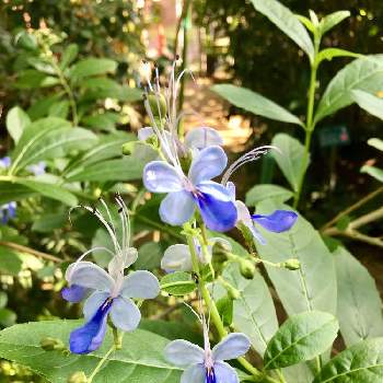 ブルーバタフライブッシュの投稿画像一覧 Greensnap グリーンスナップ